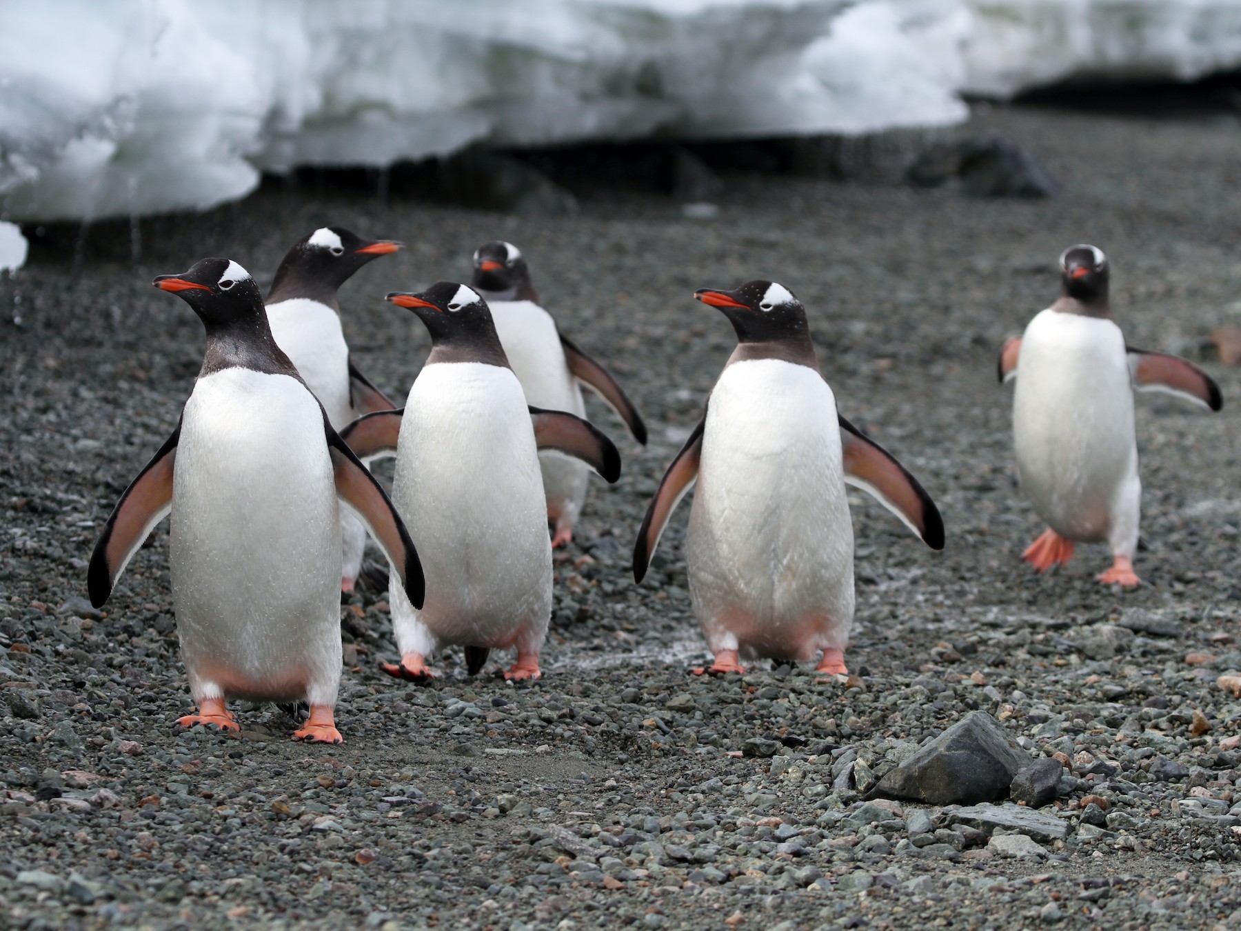 Gentoo Penguin